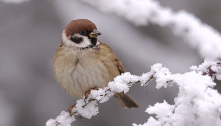 29 & 30 janvier 2022 – Comptage national des oiseaux des jardins !